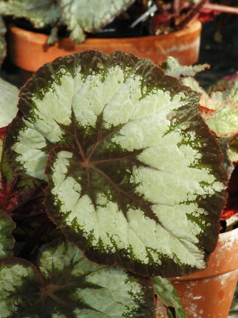 B. ‘Peter Pan’